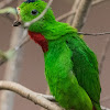 Blue-crowned Hanging Parrot