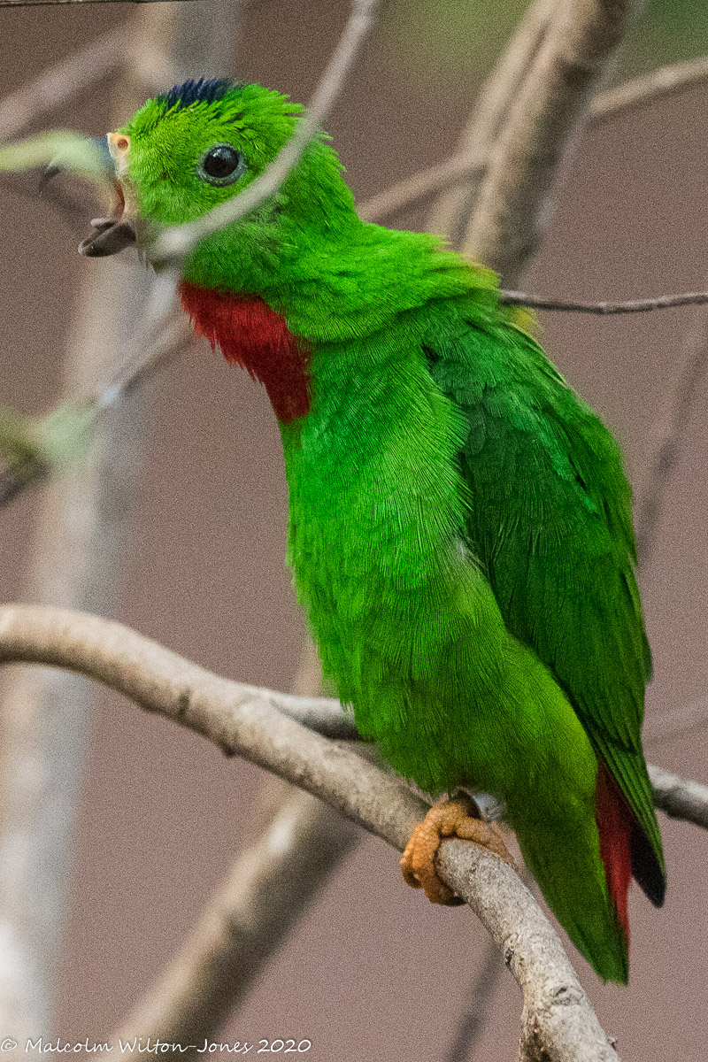 Blue-crowned Hanging Parrot