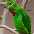 Blue-crowned Hanging Parrot