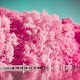 Analog Film Pink Camera-Palette,Photo editor,Paris Download on Windows