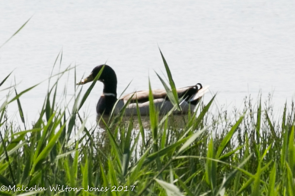 Mallard