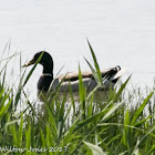 Mallard