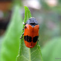 Short-horned leaf beetle