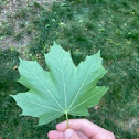 Sugar Maple