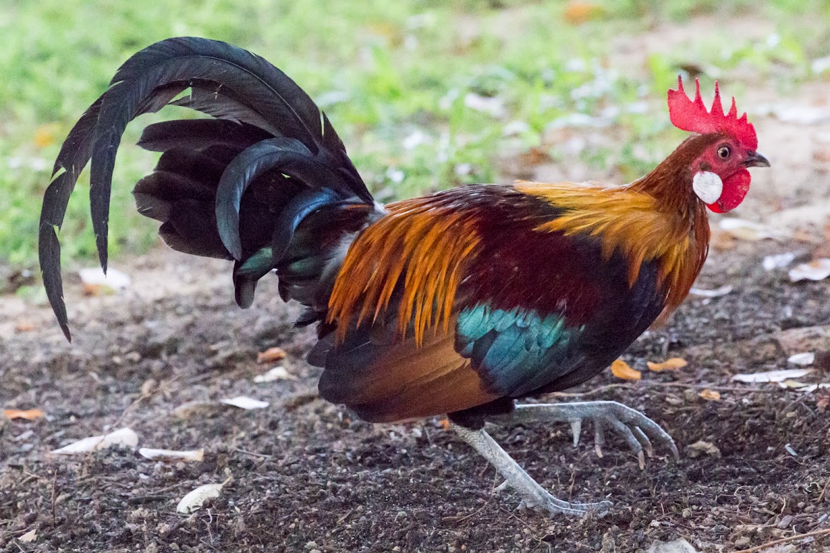 Red Junglefowl