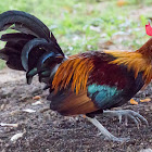 Red Junglefowl