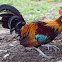 Red Junglefowl