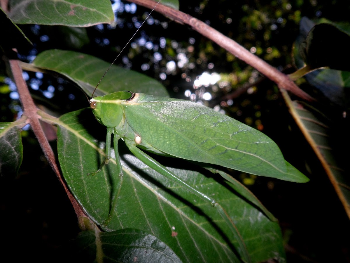 katydid