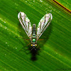 Long-legged Fly