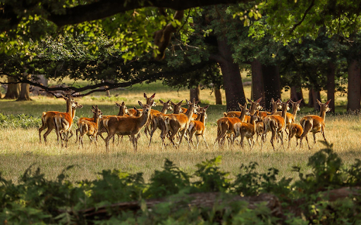 Herd of deer