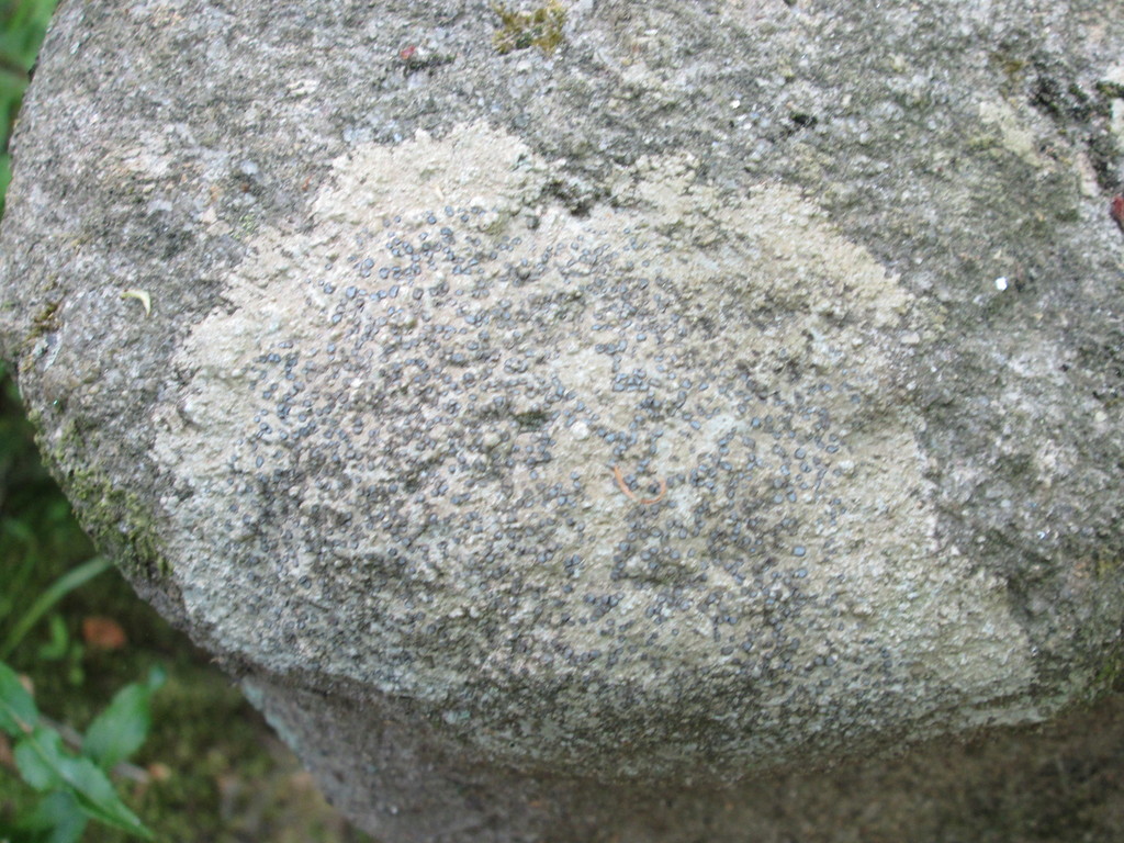 Smokey-eyed Boulder Lichen