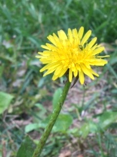 Dandelion