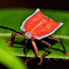 Red shield bug