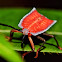 Red shield bug