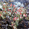 Cladonia