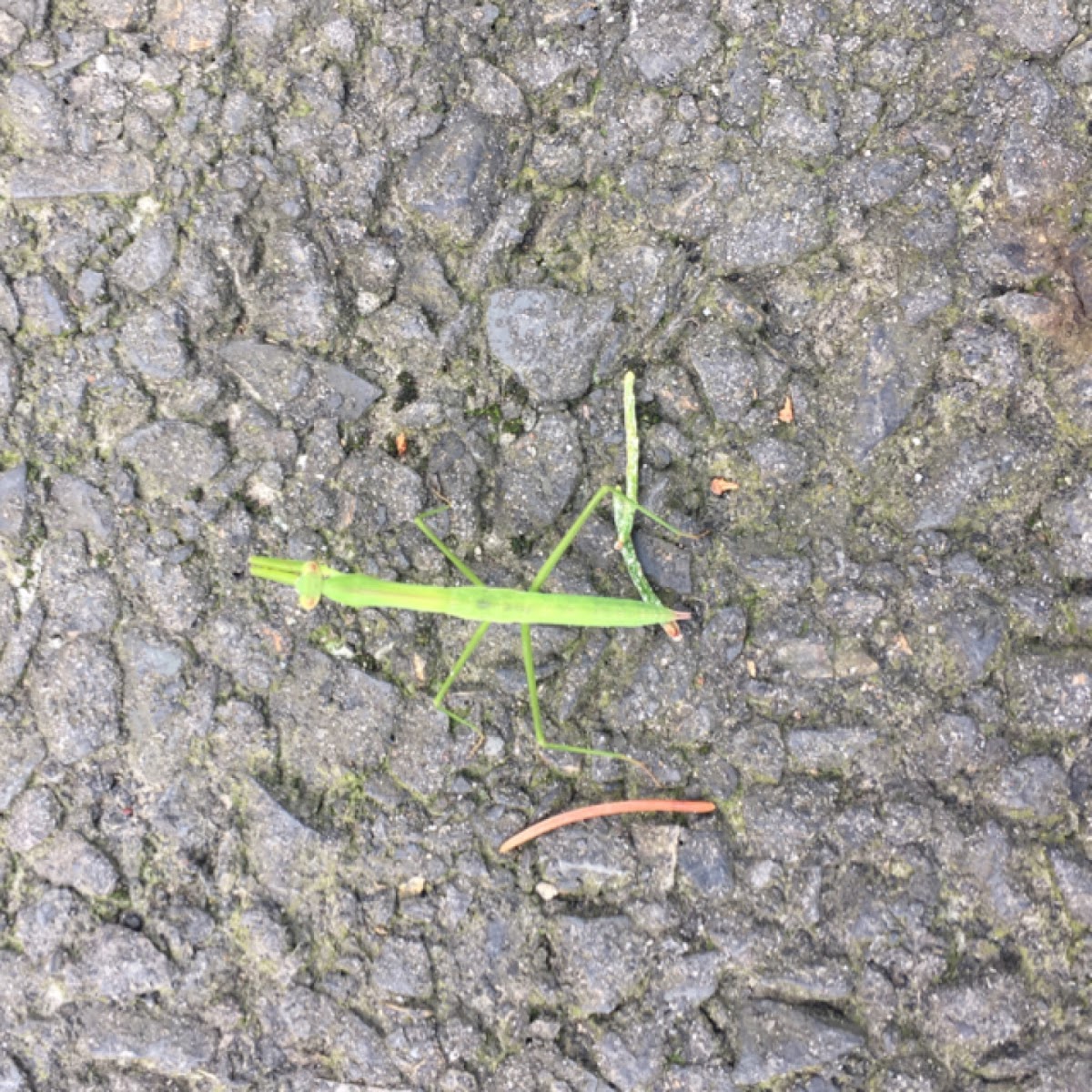 Praying Mantis