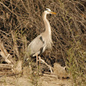 Great Blue Heron