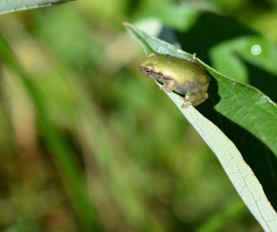 Gray's Tree Frog juvenile