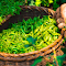 Item logo image for Delicious green tea buds