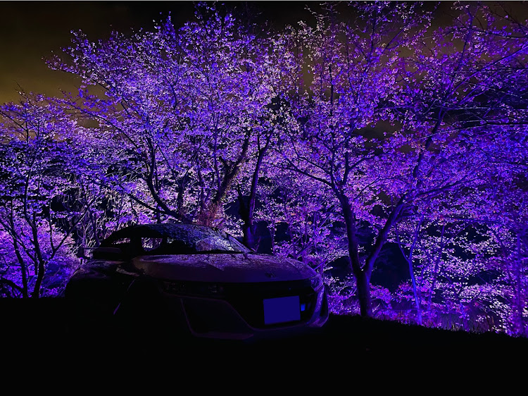 S660の桜とコラボ🌸・秘境スポットに関するカスタム事例の投稿画像3枚目
