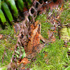 pacific red legged frog