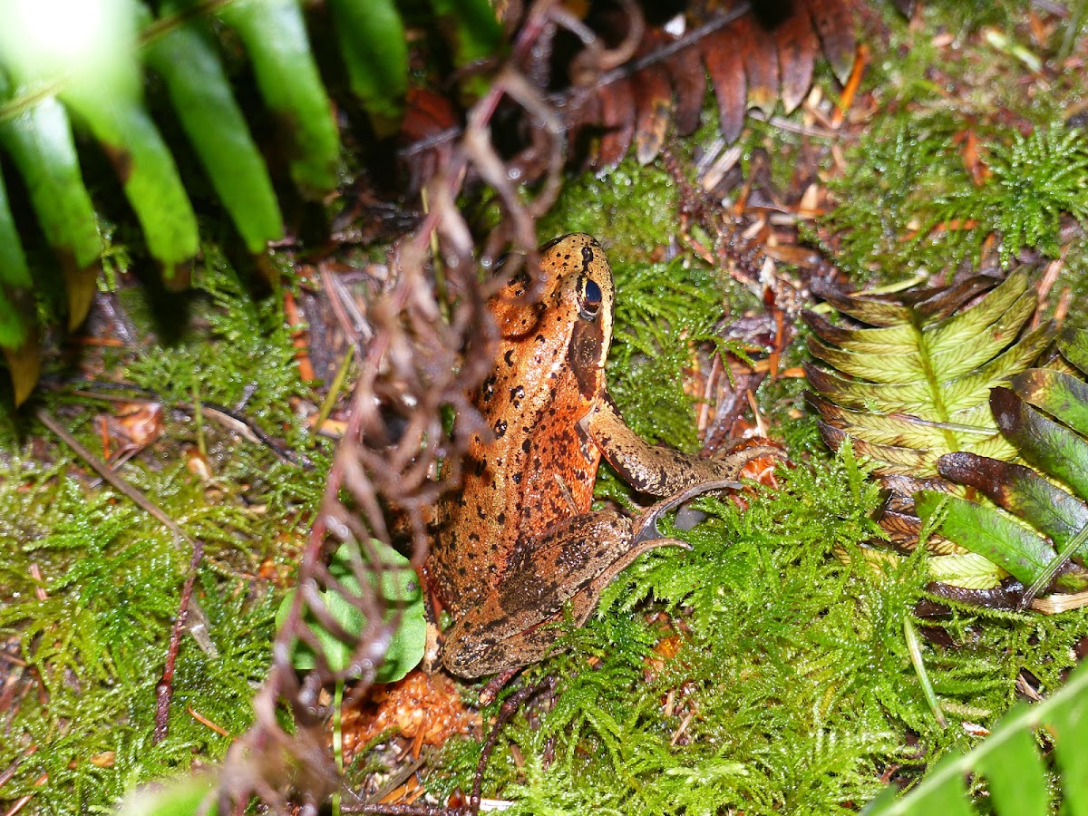 pacific red legged frog