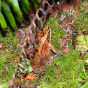 pacific red legged frog