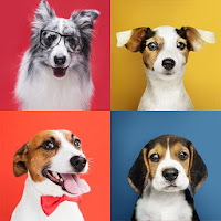 Dog Breeds Quiz - Dog Breed Tests