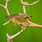 Golden dung fly