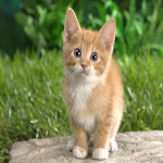 Cover Image of Télécharger Cute Cats Image - Wallpaper 1.0.1 APK