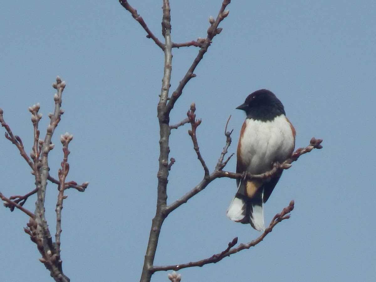 Eastern Towhee