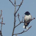 Eastern Towhee