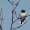 Eastern Towhee