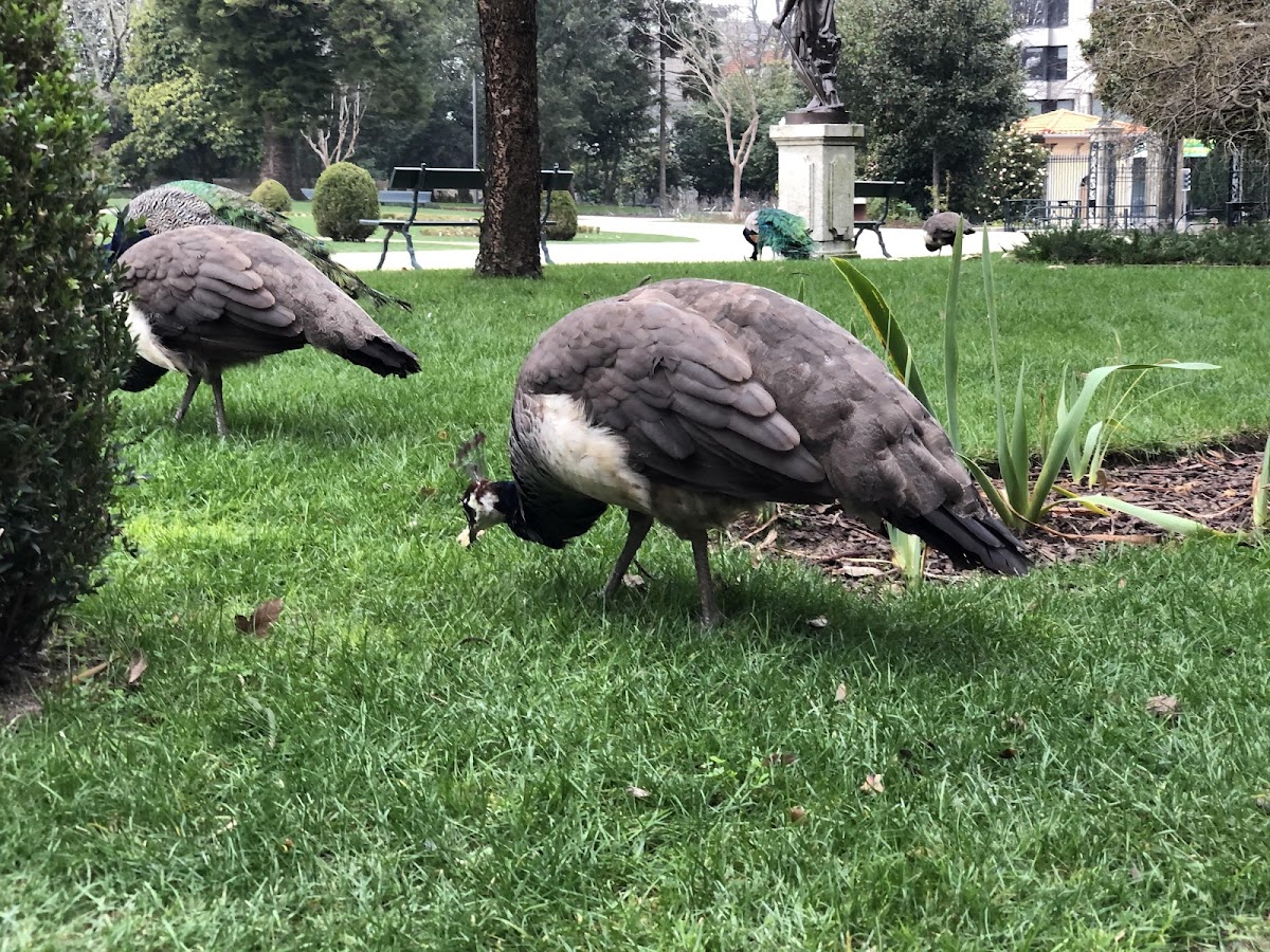 Indian Blue Peafowl