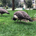 Indian Blue Peafowl