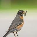 American Robin