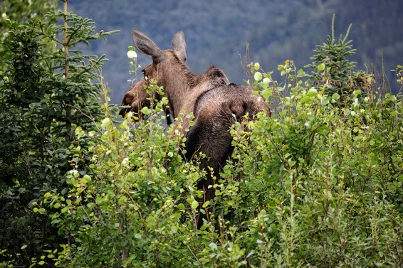 Alaska moose