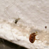 Cellar spider, harlequin ladybird