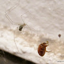 Cellar spider, harlequin ladybird