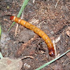 False Wireworm