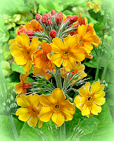 primula candelabra by Caroline Beaumont -   ( yellow primula, orange primula, primula candelabra, yellow flower, primula )