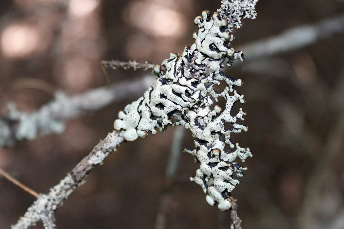 Hypogymnia lichen