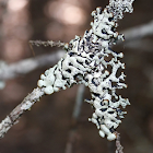 Hypogymnia lichen