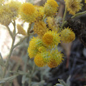 Common everlasting