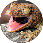 Cover Image of Download Gecko Sounds 1.8 APK