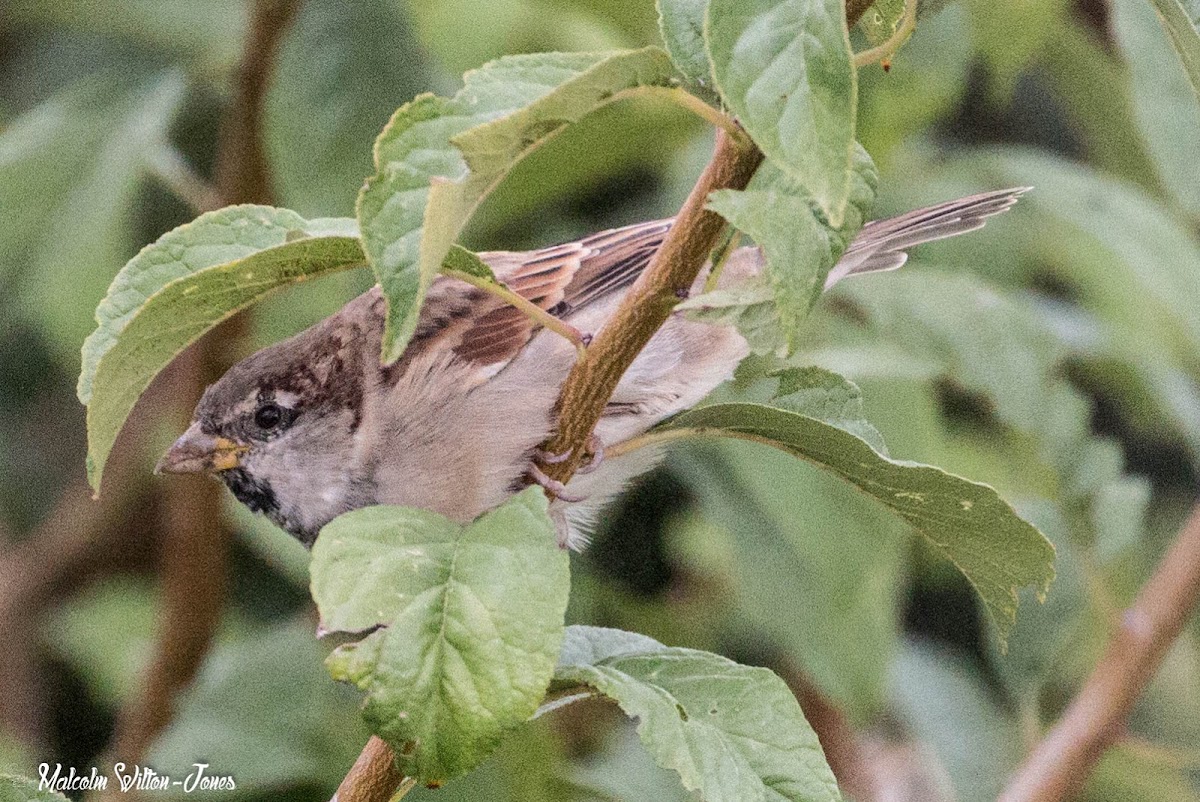 House Sparrow; Gorrión Común