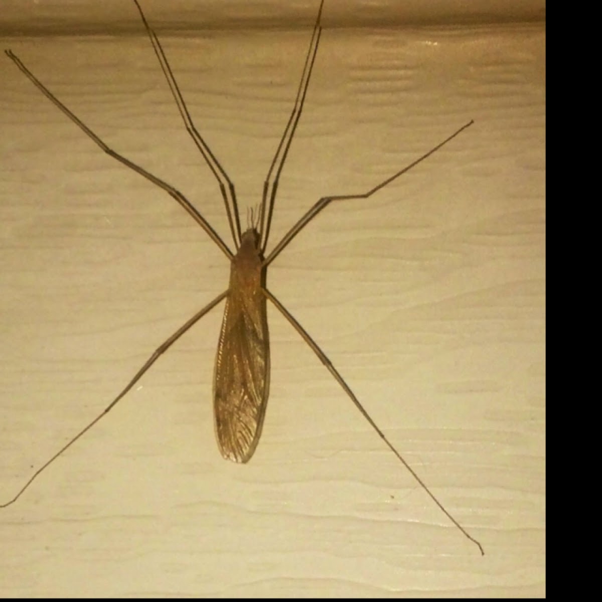 Crane Fly