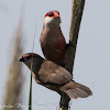 Waxbill; Pico de Coral