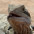 Eastern Water Dragon