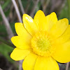 California Buttercup